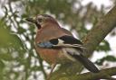 Jay - the 'babbler of the willows'. Picture: Ian Rose