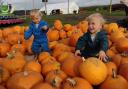 Spilman Farm and its pumpkins is always popular with children