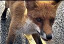 Fox in York by Andrew Molloy