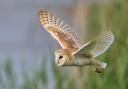 Barn Owl hunting late in the evening at the water’s edge at Blacktoft in East Yorkshire. Picture: Harri Marsh