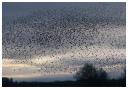 A murmuration at Ripon City Wetlands. Picture: Clive Stones