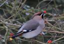 Waxwing eating a berry. Picture: Richard Willison