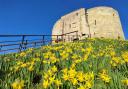 Spring daffodils at Clifford's Tower in February last year. Daffodil bulbs were planted on the tower’s mound in 1992 to commemorate the 150 men, women and children of the Jewish faith who died here in 1190 after being besieged by a mob