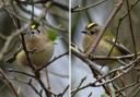 Photos of a tiny goldcrest at Askham Bog in York by Dave Greenwood