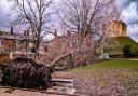 Uprooted tree after the floods in Tower Gardens by Matthew Lightfoot