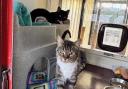 Ripley, top, and Bella. Picture: York RSPCA