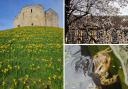 Signs of spring appearing in York. Photos by Press Camera Club