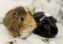Coco and Mr Bruno Wasabi. Picture: York RSPCA