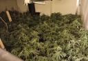 More than 300 plants were seized at the property