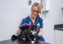 Linda McNulty scanning for a cat's microchip at Tower Vets which is holding a microchipping event ahead of the new law