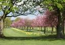 Do you know of any other spots in North Yorkshire to see cherry blossom trees in the spring time?