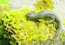 Ponds for Great Crested Newts are being approved across York and North Yorkshire