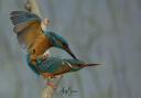 Kingfishers in passionate clinch by Andy Brear