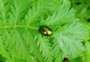 Barbara Smith took this photo of the rare tansy beetle in her garden