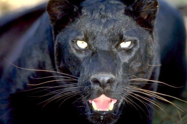 York Press: A panther - readers believed they have been sighted in North Yorkshire
