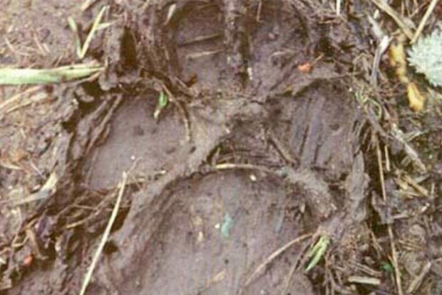 York Press: Giant paw print in Yorkshire from 2001