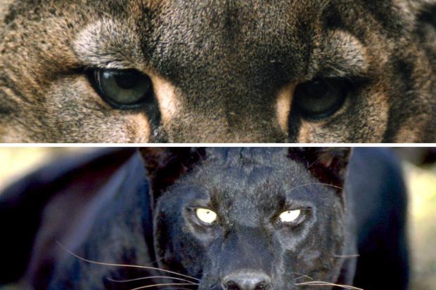 York Press: The eyes of puma, top, and a panther