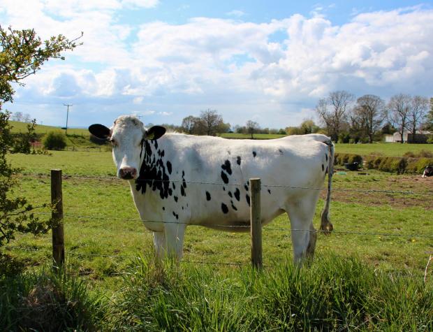 York Press: Cow at Pickhill