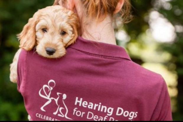 York Press: Hearing Dogs for Deaf People - it costs £45,000 to pay for each assistance dog