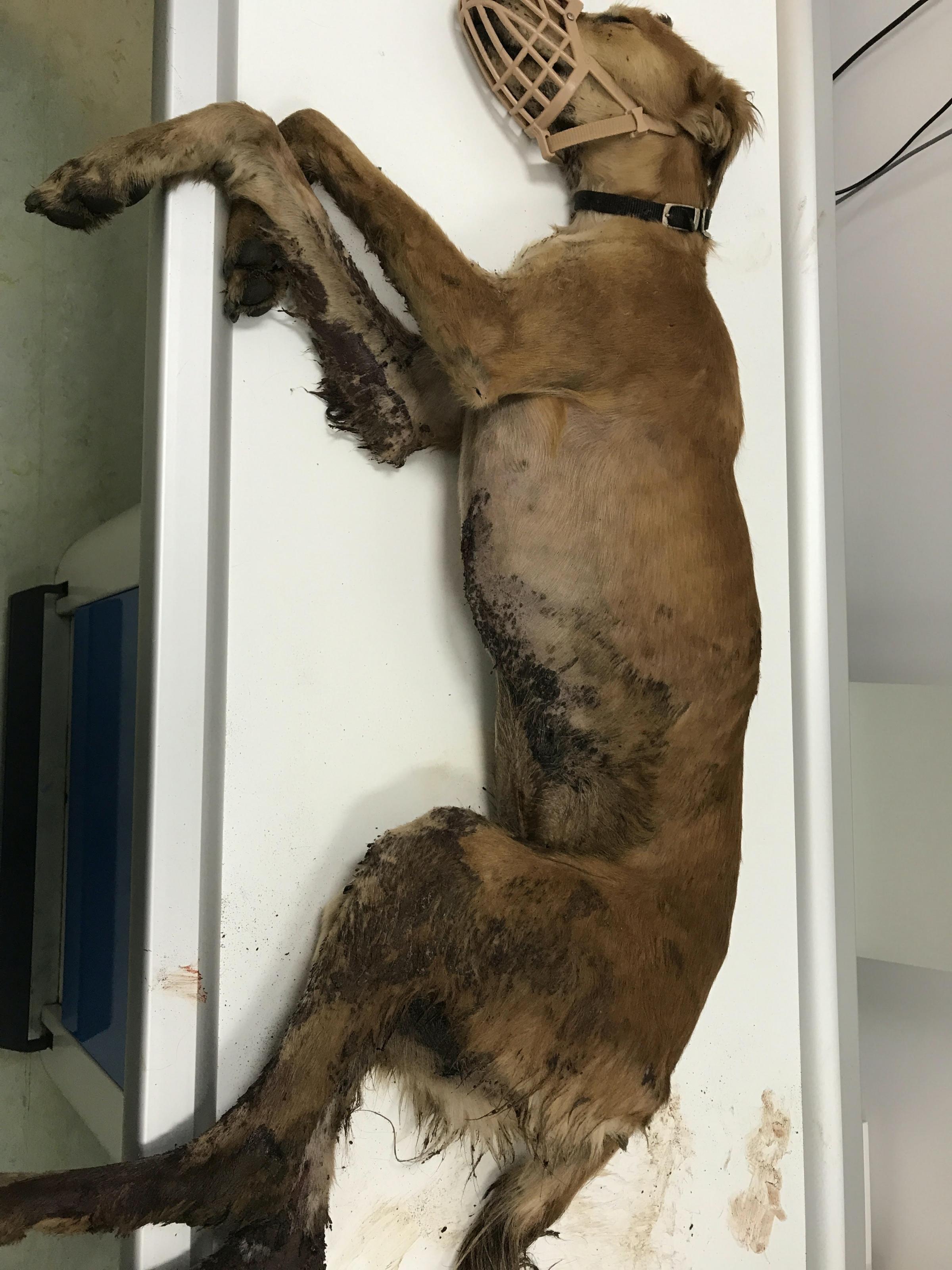 Appeal after dying dog found in field in Camblesforth, Selby