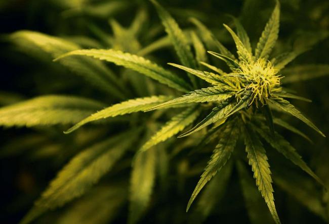 Cannabis plant Picture: Gareth Fuller/PA Wire