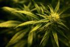 Cannabis plant Picture: Gareth Fuller/PA Wire