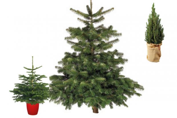 York Press: Lidl is offering indoor and outdoor Christmas trees (Lidl)