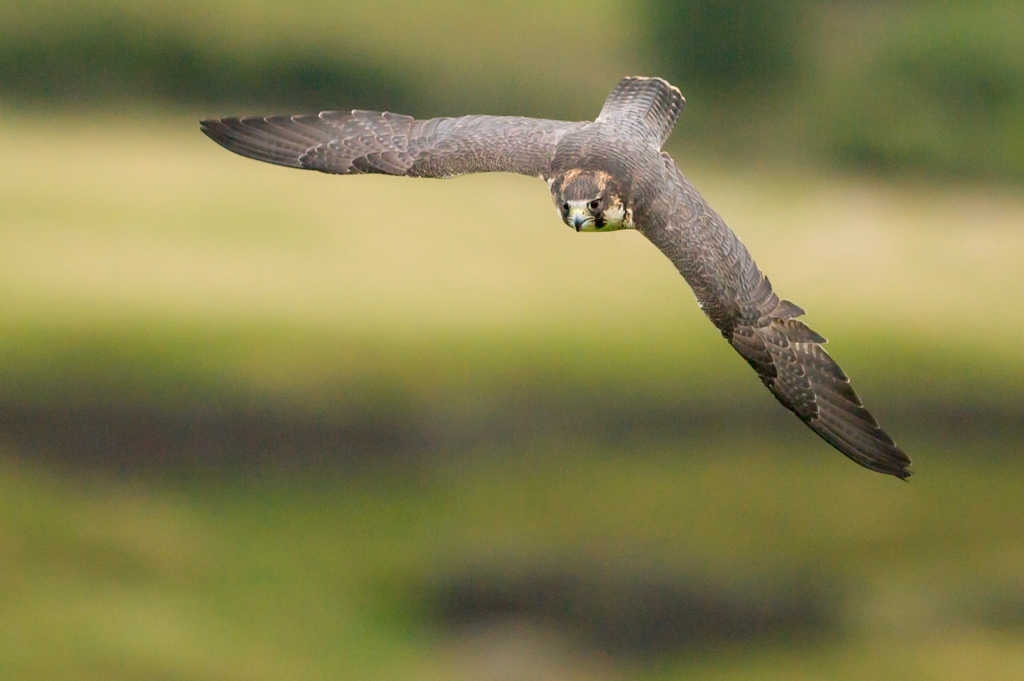 Royal falconry centre set to fly near York - Vimarsana News