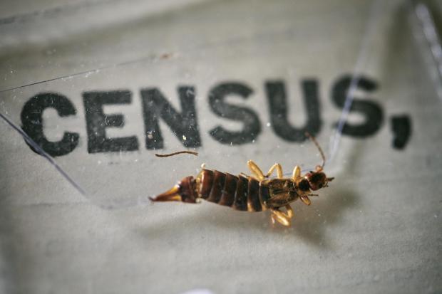 York Press: An insect, which died at some point in the last 100 years, being removed from the pages of the 1921 Census at the Office for National Statistics (ONS) near Southampton. Photo via PA.