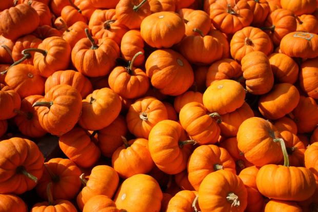 York Press: Pumpkins (Canva)