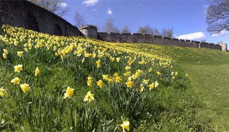 York's Bar Walls and daffodils. Picture: Mark Hall