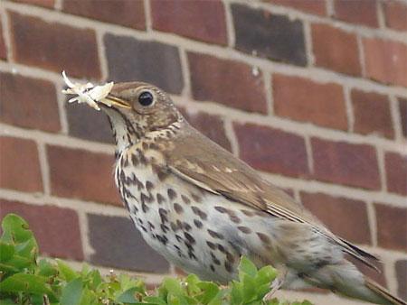 Picture of a thrush going to feed its young. Picture: Stephen Lickes