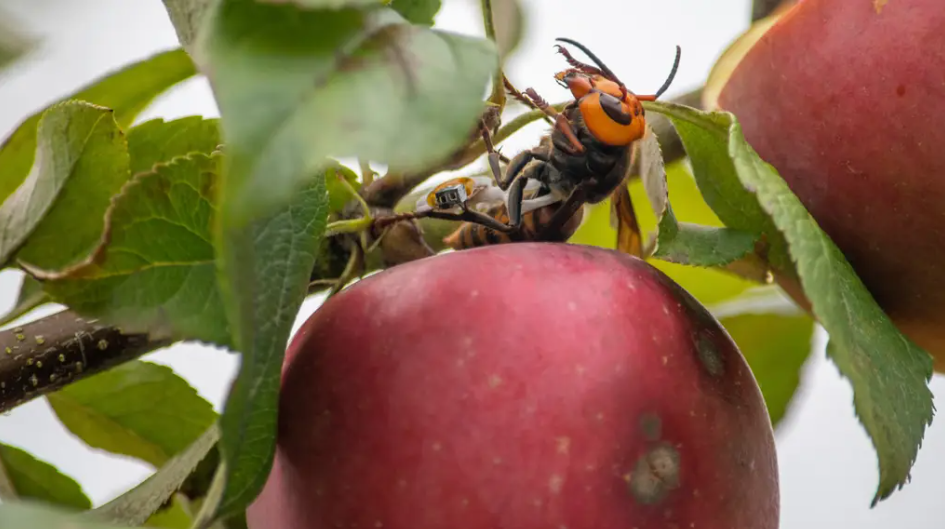 Killer Asian hornets UK: Warning to Brits over fresh wave