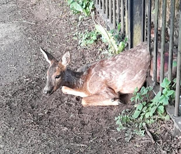 York Press: Deer trapped in railings of Rowntree Park Picture: Gordon Gibbon