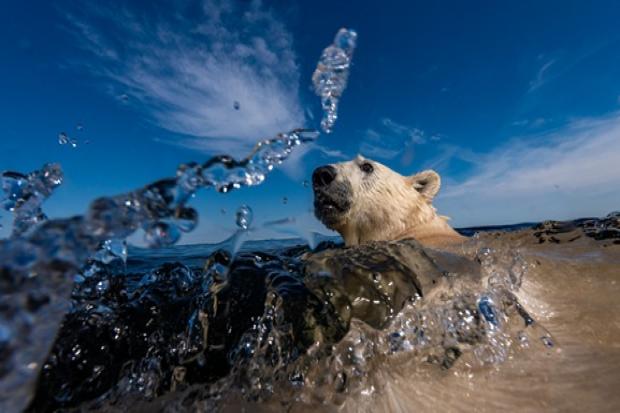 The Wildlife Photographer of the Year exhibition