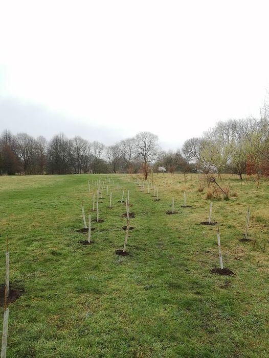 York Press: Trees were stolen from York's Millennium Field two weeks before the vandalism in Heworth