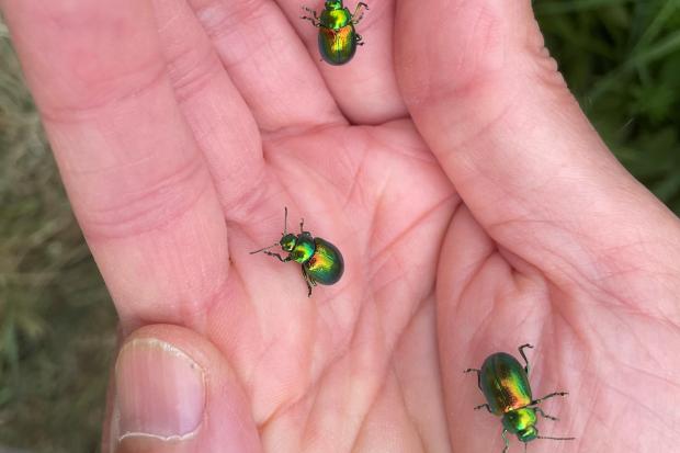 The rare species of tansy beetle has been rehomed at York St John University Picture: Dylan Connell
