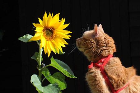 Harry & sunflower. Picture: Malcolm Tomlinson