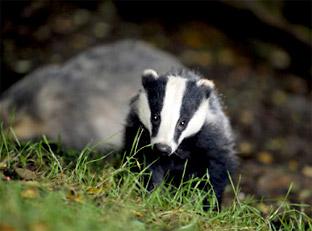 Badgers are under threat.
