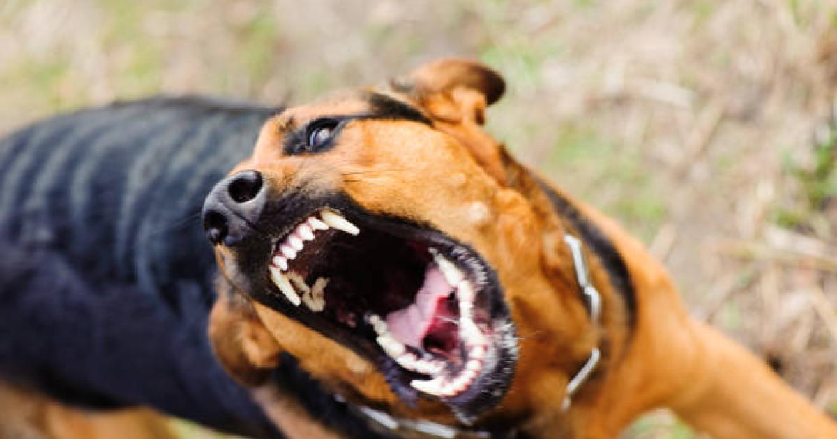 ‘Dogs aren’t the problem – its their feckless owners…’