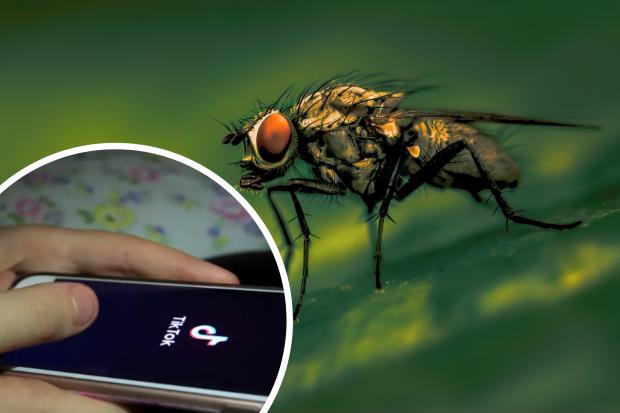 TikTok hack reveals how to keep flies out of your house when the door is open. (PA)