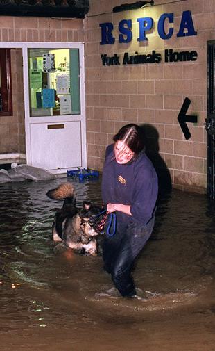 November 2000 York area floods, evacuating RSPCA animal home, Landing Lane