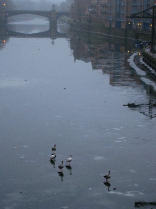 Geese on frozen River Ouse. Picture: Barbara Hudson
