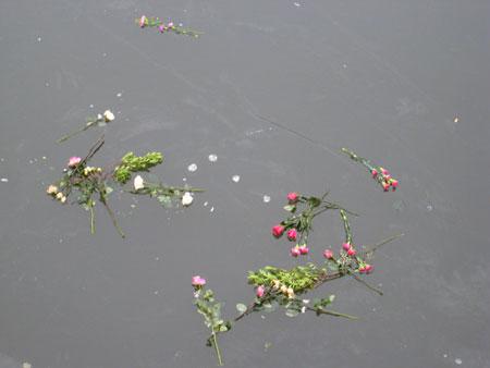 Flowers on frozen River Ouse. Picture: Barbara Hudson
