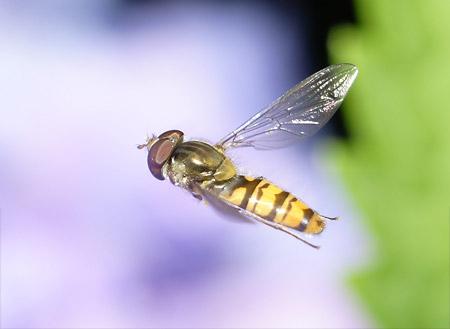 Hoverfly - Picture: Martin Nettleton (via flickr)