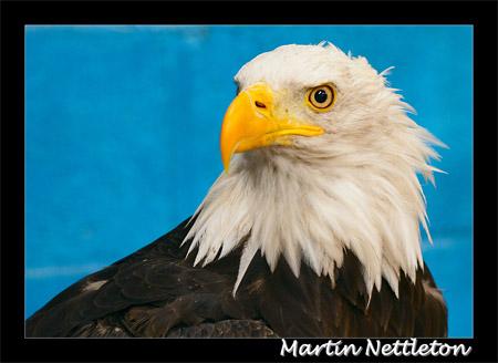 Eagle at Lightwater Valley - Picture: Martin Nettleton (via flickr)