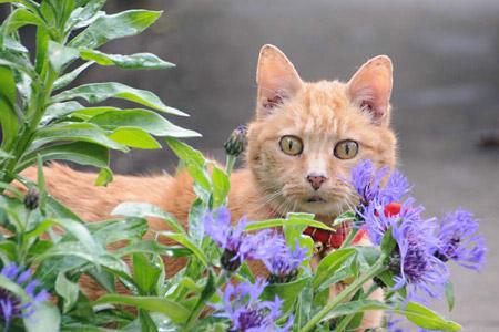 The many faces of Harry the cat aged 17 - Harry's hide & seek... I saw you first - Picture: Malcolm Tomlinson