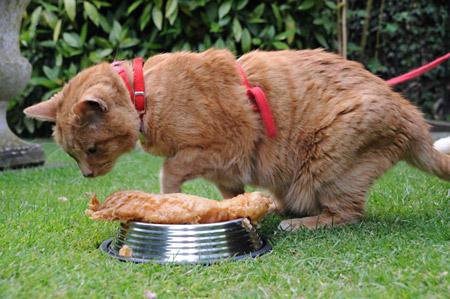 The many faces of Harry the cat aged 17 - Harry and fish supper... where do I start? - Picture: Malcolm Tomlinson