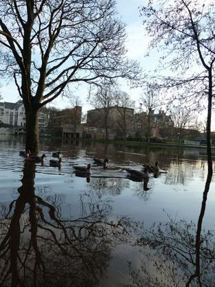 River Ouse and geese - Picture: 'dandarlow' (via flickr)