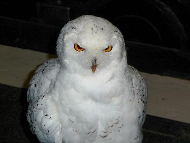 Snowy Owl - NRM. Picture: Nick Fletcher (via Flickr)
